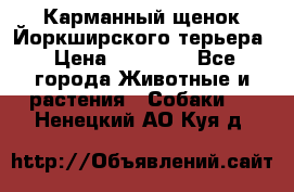 Карманный щенок Йоркширского терьера › Цена ­ 30 000 - Все города Животные и растения » Собаки   . Ненецкий АО,Куя д.